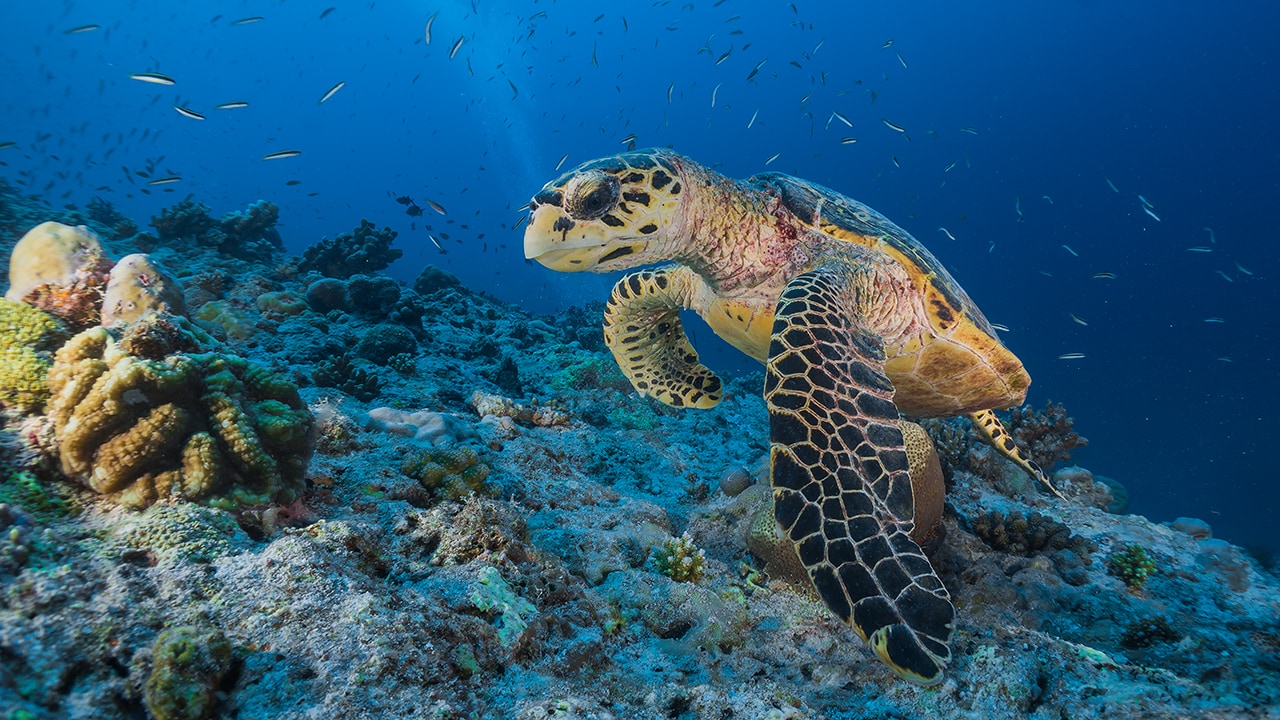Marsa Alam