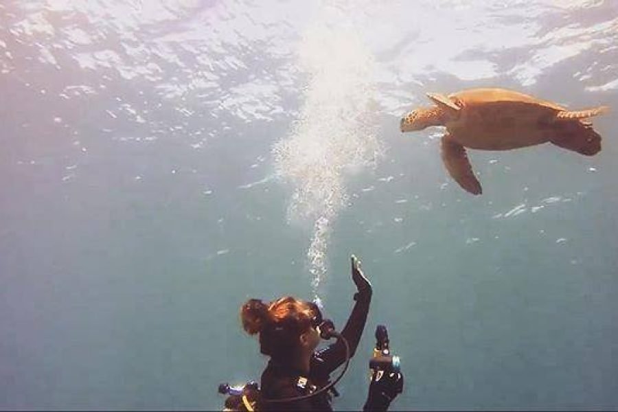 رحلة غطس للمبتدئين