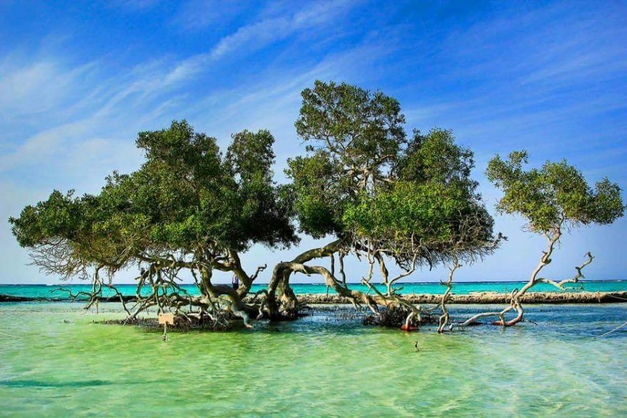 رحلة شواطئ محمية وادي الجمال